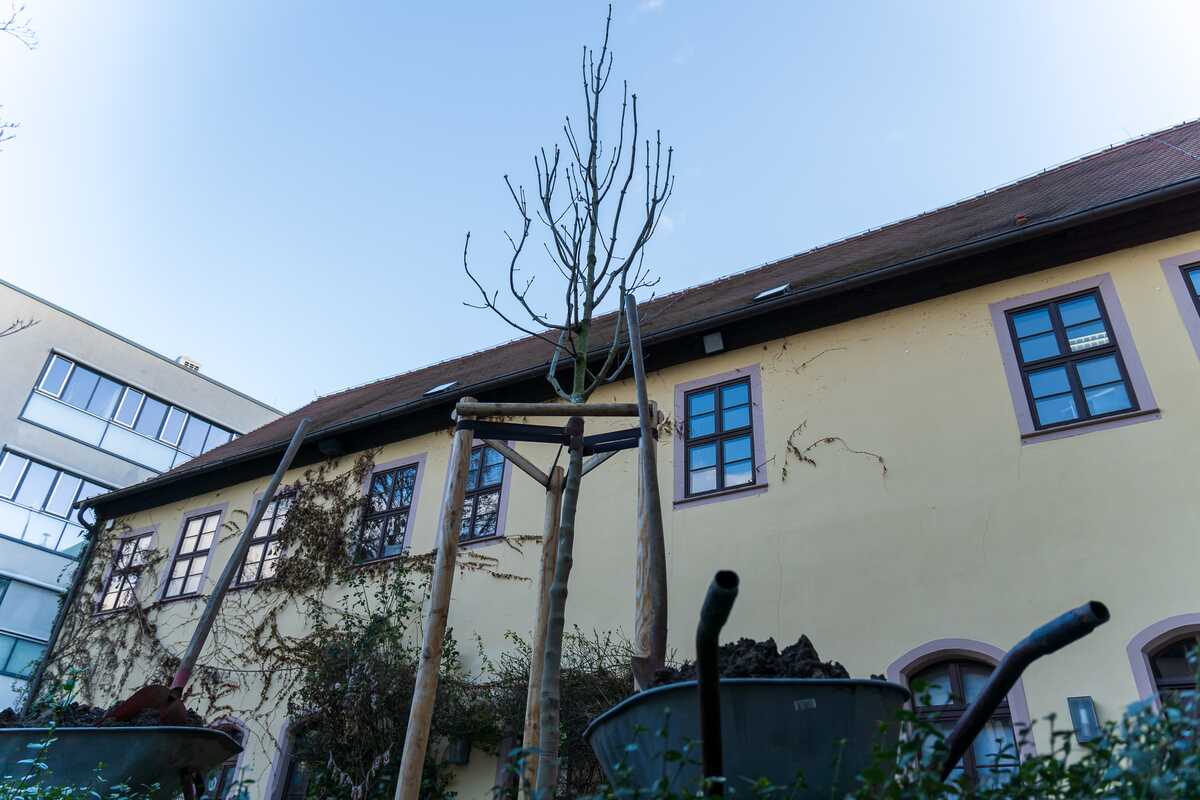 Baum Händel-Haus